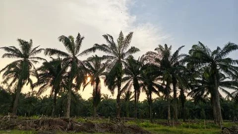 Palm oil trees environment Stock Photos