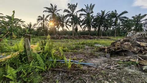 Palm oil trees environment Stock Photos
