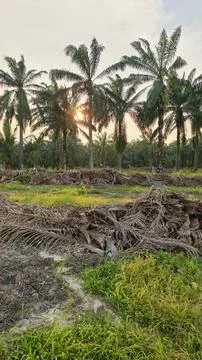 Palm oil trees environment Stock Photos
