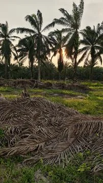 Palm oil trees environment Stock Photos