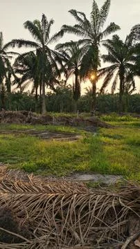 Palm oil trees environment Stock Photos