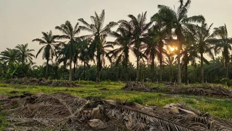Palm oil trees environment Stock Photos