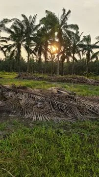 Palm oil trees environment Stock Photos