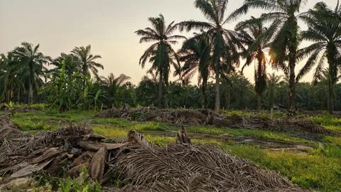 Palm oil trees environment Stock Photos