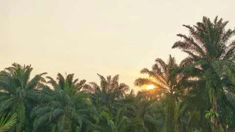 Palm oil trees environment Stock Photos