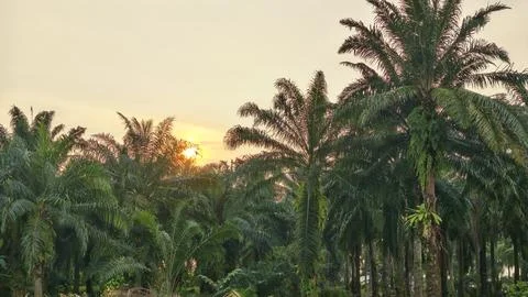 Palm oil trees environment Stock Photos