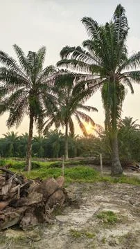 Palm oil trees environment Stock Photos