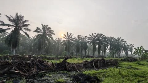 Palm oil trees environment Stock Photos