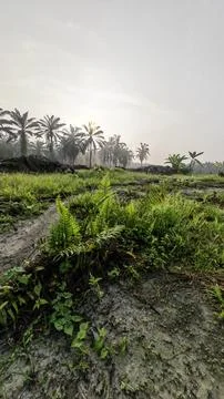 Palm oil trees environment Stock Photos