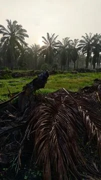 Palm oil trees environment Stock Photos