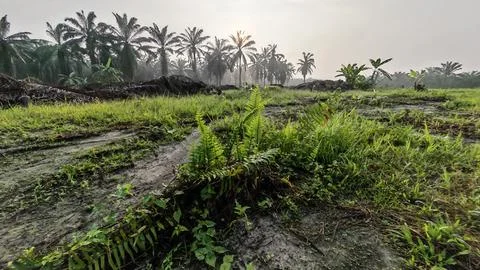 Palm oil trees environment Stock Photos