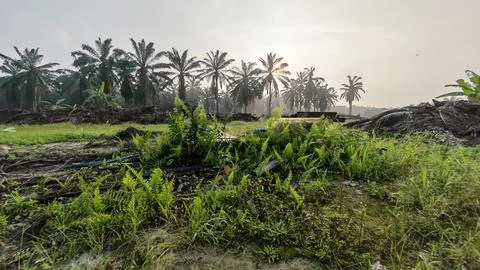 Palm oil trees environment Stock Photos