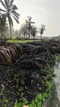 Palm oil trees environment Stock Photos