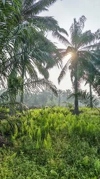 Palm oil trees environment Stock Photos