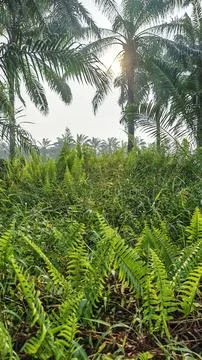 Palm oil trees environment Stock Photos