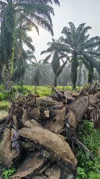 Palm oil trees environment Stock Photos