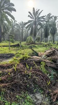 Palm oil trees environment Stock Photos