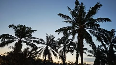 Palm oil trees environment Stock Photos
