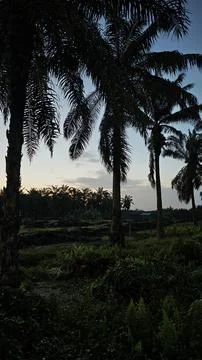 Palm oil trees environment Stock Photos