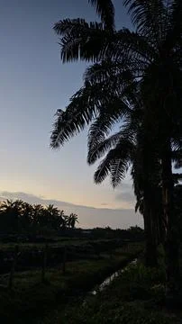 Palm oil trees environment Stock Photos