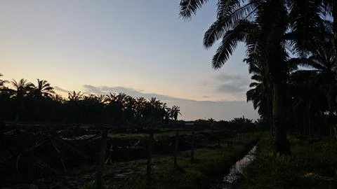 Palm oil trees environment Stock Photos