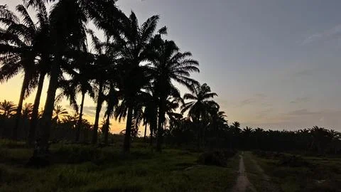 Palm oil trees environment Stock Photos