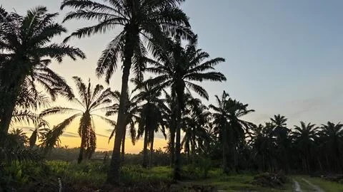 Palm oil trees environment Stock Photos