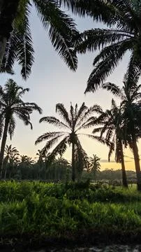 Palm oil trees environment Stock Photos