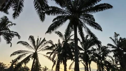 Palm oil trees environment Stock Photos