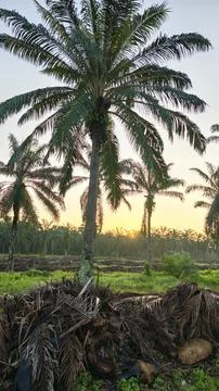 Palm oil trees environment Stock Photos