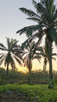 Palm oil trees environment Stock Photos