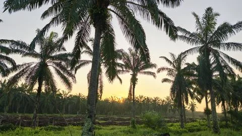 Palm oil trees environment Stock Photos