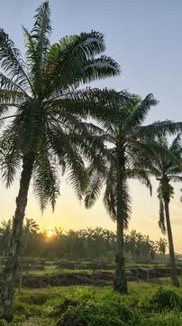 Palm oil trees environment Stock Photos