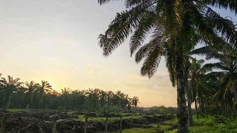 Palm oil trees environment Stock Photos
