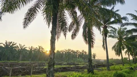 Palm oil trees environment Stock Photos