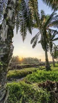 Palm oil trees environment Stock Photos