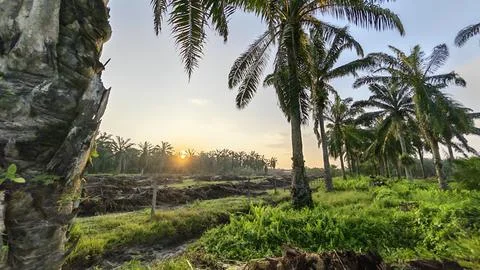 Palm oil trees environment Stock Photos