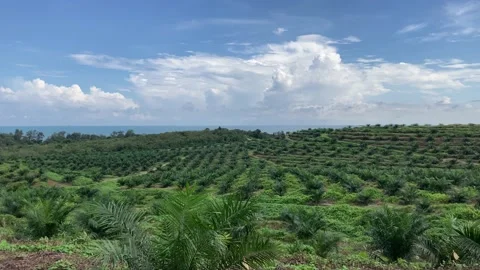 Palm Oil Trees Stock Footage 226081416