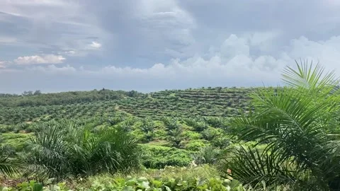 Palm Oil Trees Stock Footage 226081697