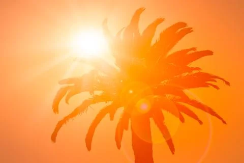 Palm on the orange background Stock Photos