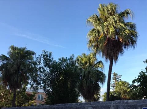 Palm Paradise Stock Photos