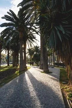 Palm Pathway Stock Photos
