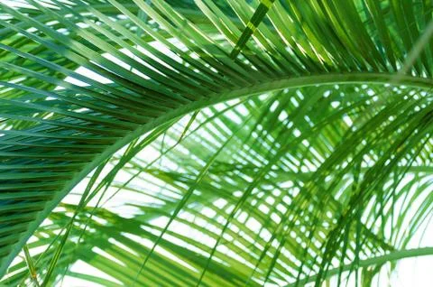 Palm pattern, jungle summer Stock Photos