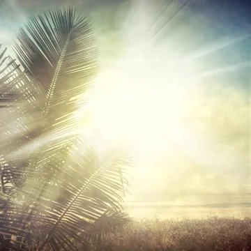 Palm Stock Photos