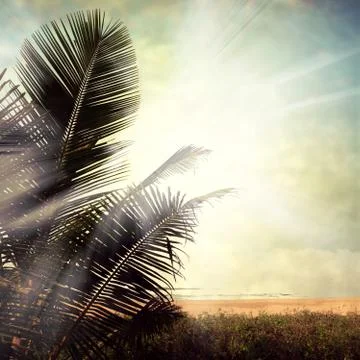 Palm Stock Photos