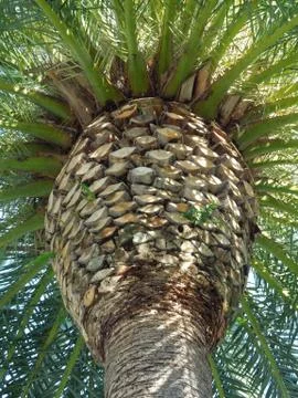 Palm Stock Photos