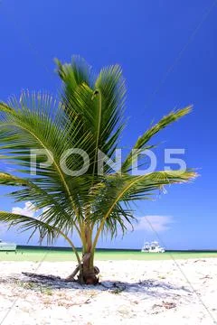 Palm Stock Photos