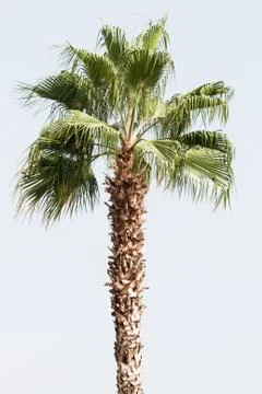 Palm Stock Photos