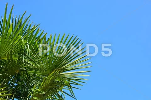Palm Stock Photos