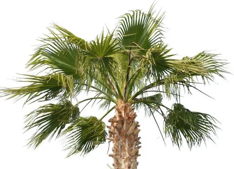 Palm Stock Photos